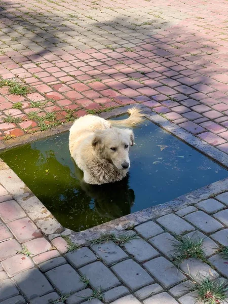 Cão Rua Relaxa Uma Poça Chuva Suja — Fotografia de Stock