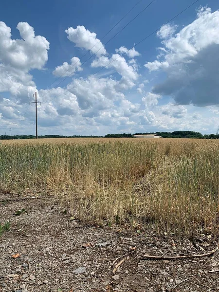 Bir Yaz Gününde Buğday Tarlası — Stok fotoğraf