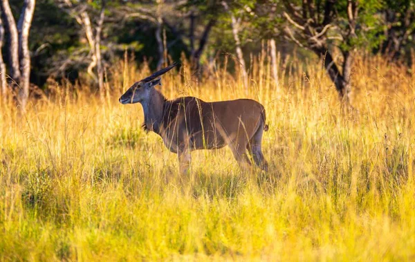 Una Vista Panorámica Antílope Campo Una Zona Rural Tiempo Soleado —  Fotos de Stock