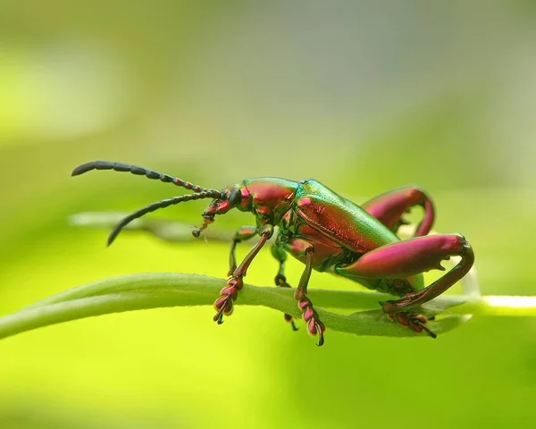 在绿色植物上爬行的一种天敌甲虫的宏观照片 — 图库照片