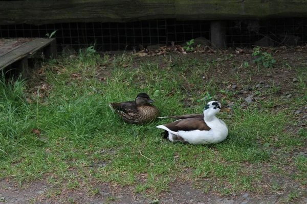 Dos Patos Casa Campo Verde — Foto de Stock