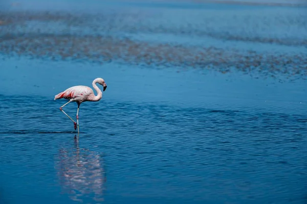 Closeup Lonely Flamingo Standing Water — Stock Photo, Image