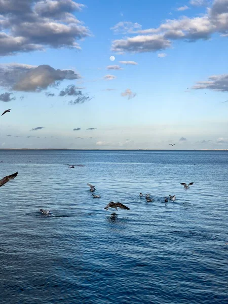 Flock Seagull Birds Fly Sea — Photo