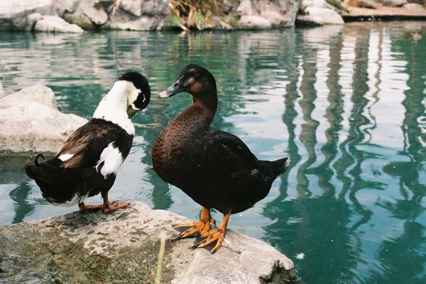 公園の青い湖の隣の岩の上に立つアヒルの景色 — ストック写真