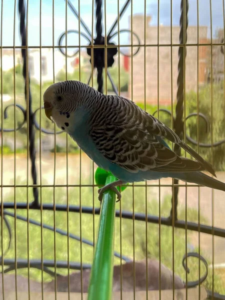 Pequeño Loro Dentro Una Jaula —  Fotos de Stock