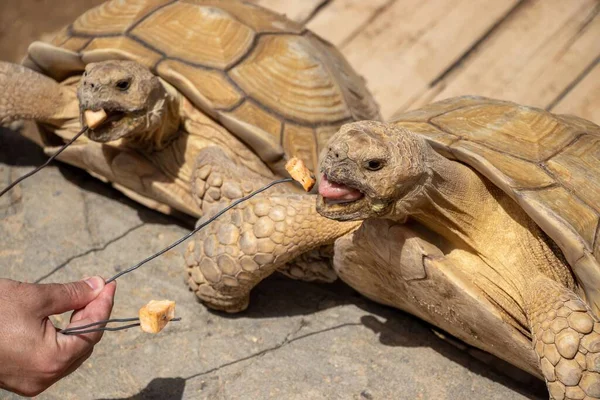 一只由两只乌龟组成的特写镜头 由人们喂着 — 图库照片