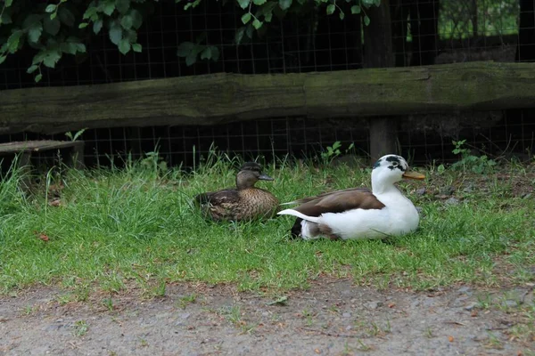 Dois Patos Casa Campo Verde — Fotografia de Stock