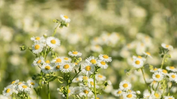 Ein Feld Kamillenblumen Sommer — Stockfoto