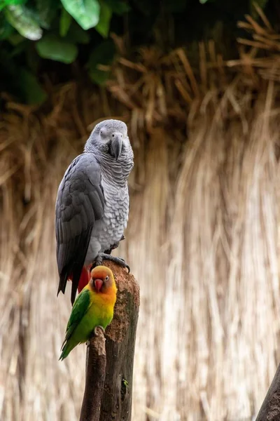 Pionowe Zbliżenie Siwej Papugi Psittacus Erithacus Gołąbka — Zdjęcie stockowe