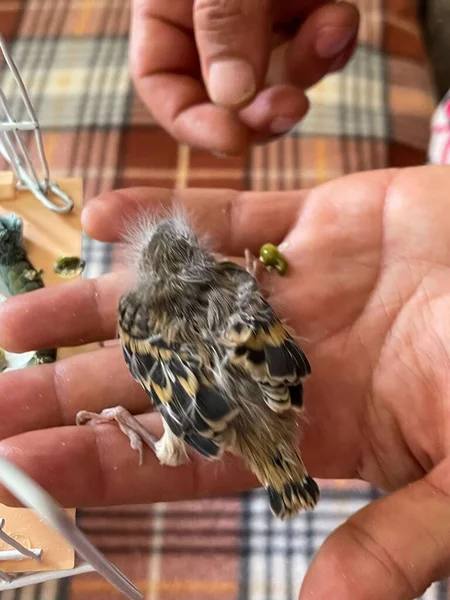 Person Holding Two Little Newborn Birds — Stock Photo, Image