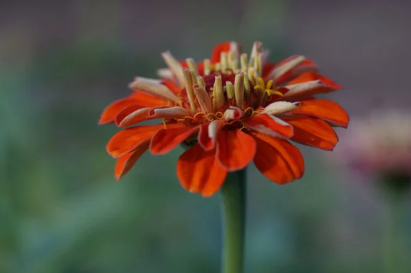 Closeup Shot Red Zinnia Flower Blurred Background — Stock Photo, Image