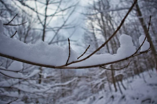 Gros Plan Neige Sur Une Brindille Avec Une Forêt Floue — Photo