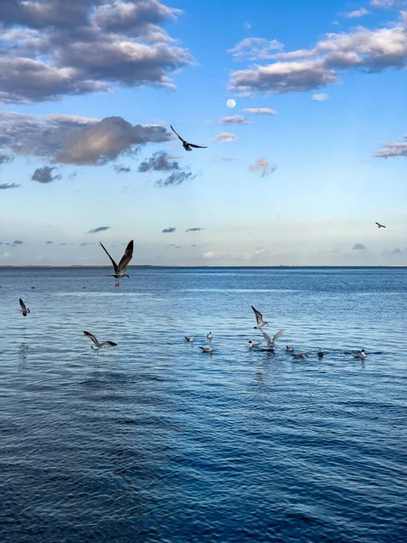 Flock Seagull Birds Fly Sea — Photo