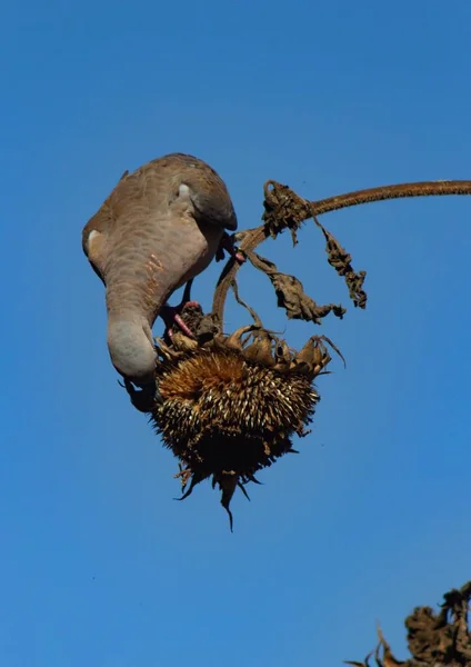 秋にはひまわりの種に鳩が餌をやる — ストック写真