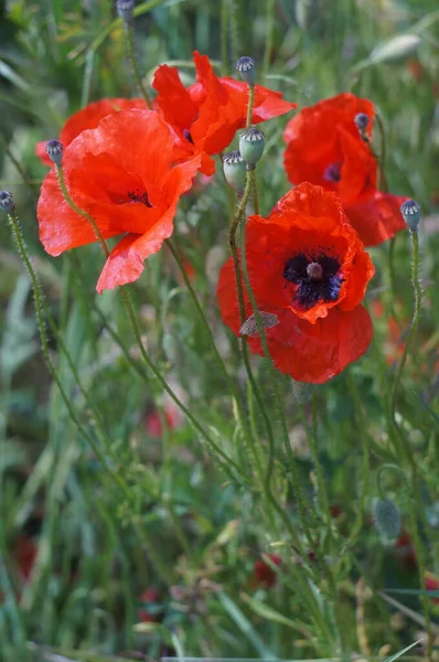 Vertical Shot Red Poppies Field — Stock Photo, Image