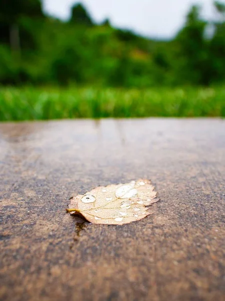 落叶在潮湿的地板上的落叶 — 图库照片