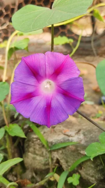Fioletowy Kwiat Ipomoea Ogrodzie — Zdjęcie stockowe