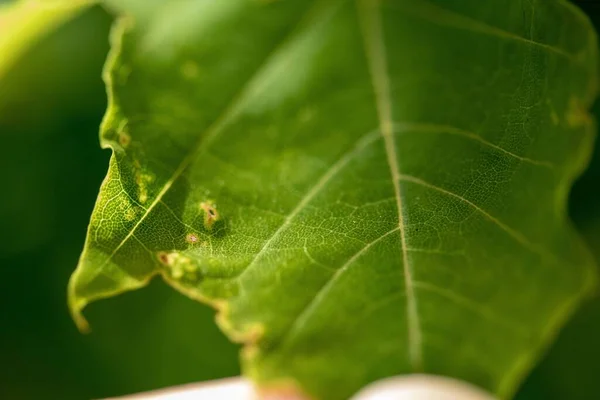 Closeup Green Leaf Holes — Stock Photo, Image