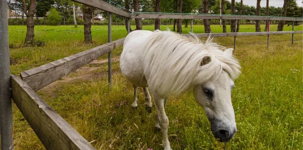 Plan Rapproché Poney Blanc Broutant Dans Ferme — Photo