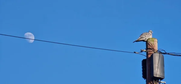 Вид Птаха Дерев Яний Стовп Проводами Прикладеними Нього Місяцем Блакитному — стокове фото