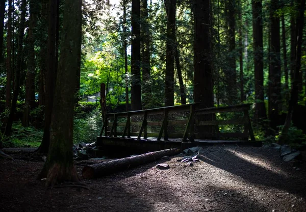 Ένα Μυστηριώδες Άδειο Δάσος Μια Μικρή Γέφυρα — Φωτογραφία Αρχείου