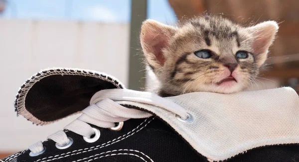 Closeup Shot Cute Striped Kitten Black White Sneaker Blurry Background — Stock Photo, Image