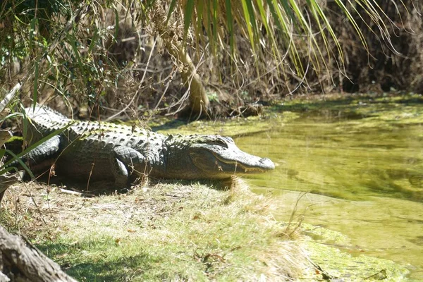 American Alligator Shore Dirty Marsh — Stock Photo, Image