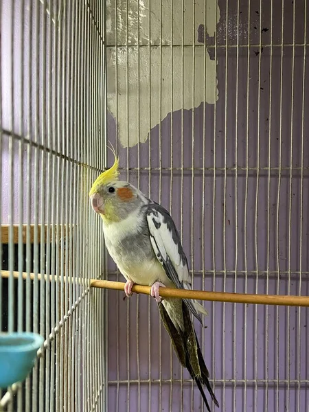 Amarillo Loro Cóctel Dentro Una Jaula — Foto de Stock