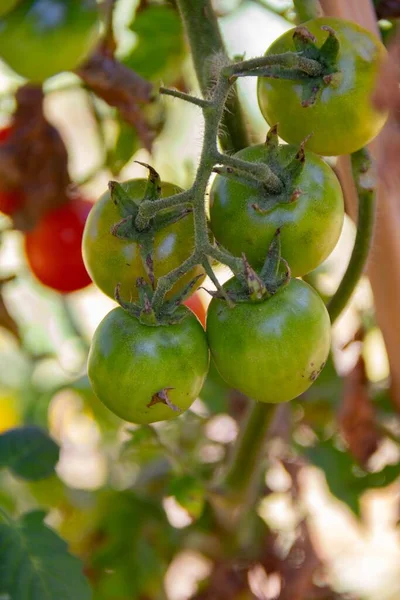 Pohled Zblízka Rostliny Cherry Rajčat Organické Zahrady — Stock fotografie