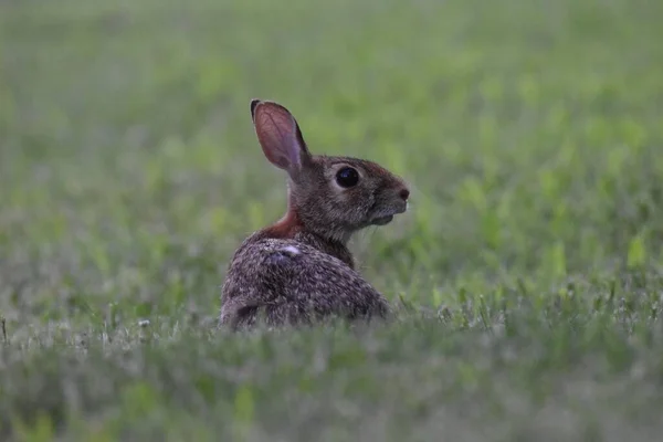 Selective Focus Shot Adorable Eastern Cottontail Resting Green Field — Stock Photo, Image