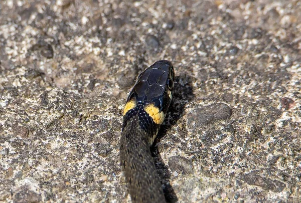 Een Close Met Het Profiel Van Een Grasslang Natuur Kop — Stockfoto