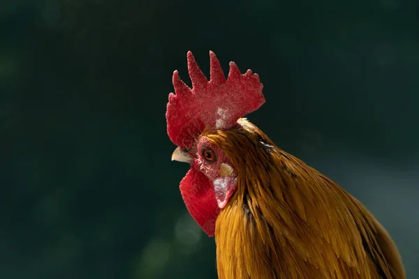 Gros Plan Coq Plumes Rouges Dans Poulailler Ensoleillé — Photo