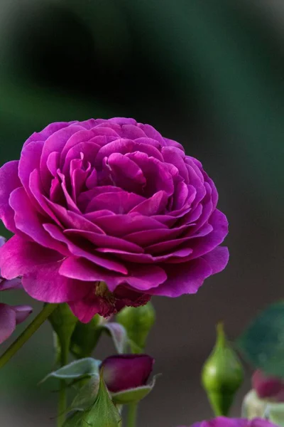 Enfoque Selectivo Minerva Rose Purple Floribunda Rose —  Fotos de Stock