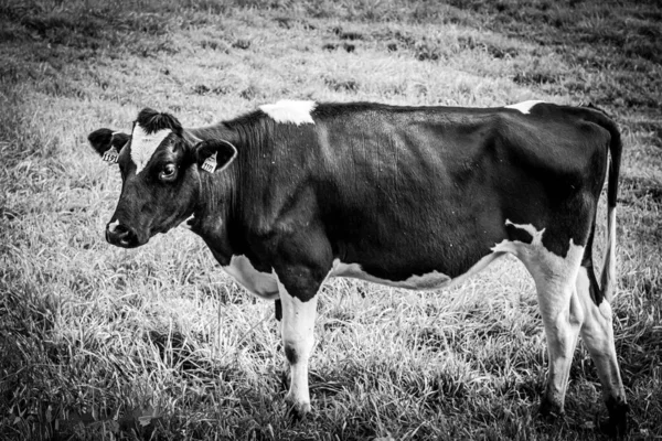 Uma Escala Cinza Close Uma Vaca Uma Grama — Fotografia de Stock