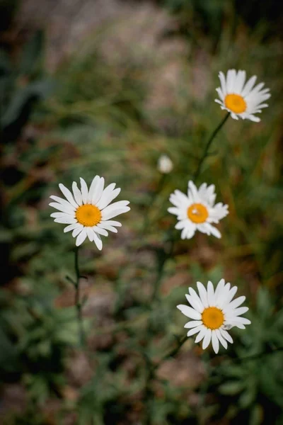 Eine Vertikale Nahaufnahme Von Leucanthemum Vulgare Allgemein Als Oxeye Gänseblümchen — Stockfoto