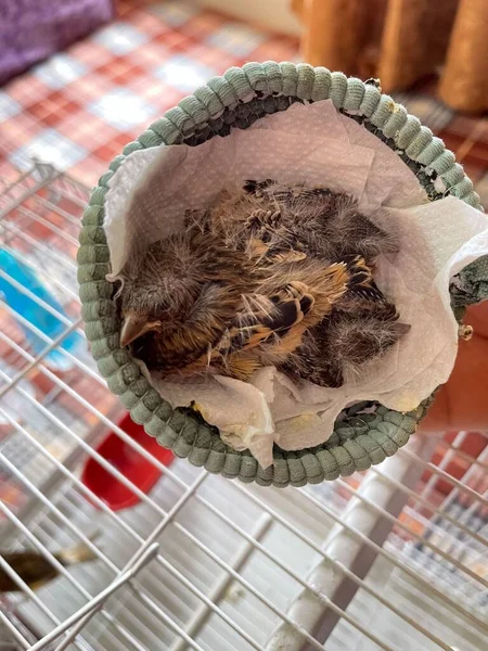 Person Holding Two Little Newborn Birds — Stock Photo, Image