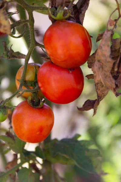 有機栽培の庭から見た桜のトマト — ストック写真