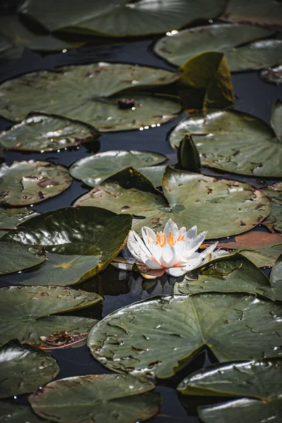 Vertikální Detailní Záběr Nymphaea Alba Bílé Lekníny — Stock fotografie