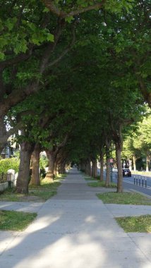 Yol kenarında ağaçların gölgesi olan bir patika.