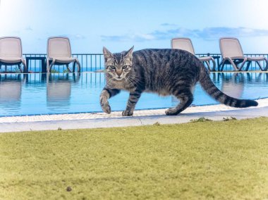 Plaj sandalyeleriyle çevrili yüzme havuzunun yanında bir kedinin yakın çekimi.