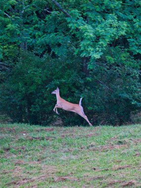 Genç bir geyik çayırda mutlu bir şekilde zıplıyor.