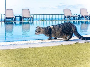 Plaj sandalyeleriyle çevrili yüzme havuzuna eğilmiş bir kedinin yakın çekimi.