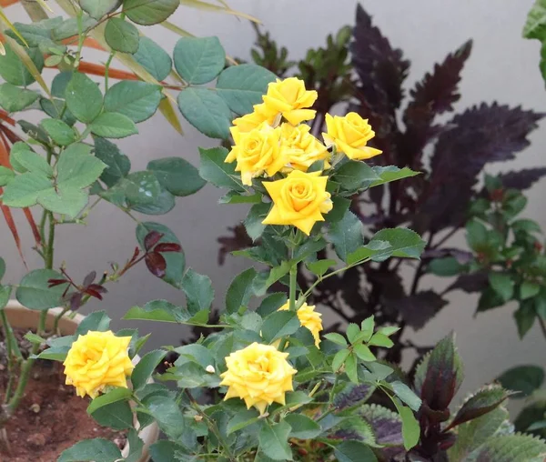 Primer Plano Rosas Amarillas Creciendo Arbusto Hojas Verdes Día Soleado —  Fotos de Stock