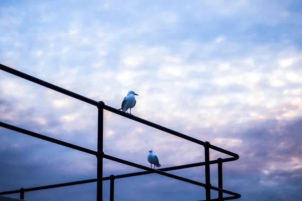 Прекрасные Чайки Сидящие Железных Перилах Против Облачного Неба — стоковое фото