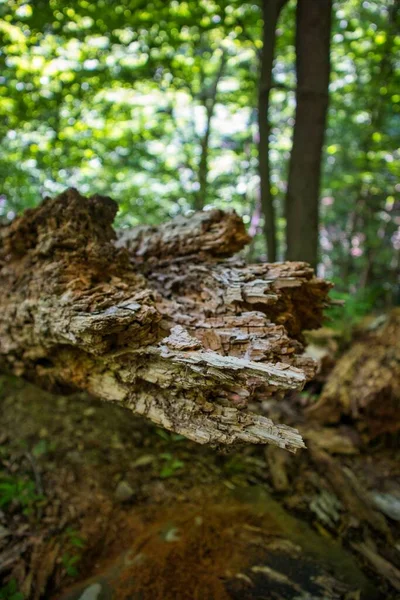 Vecchio Tronco Legno Nella Foresta — Foto Stock