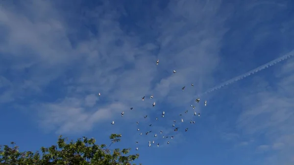 Céu Azul Nublado Com Bando Pássaros Voando — Fotografia de Stock