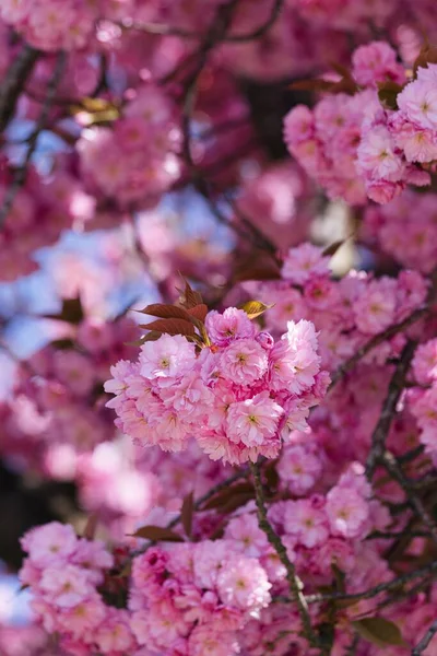 배경에 벚나무 수직으로 클로즈업된 — 스톡 사진