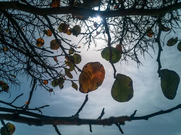 Ein Niedriger Winkel Von Herbst Getrockneten Blättern Auf Nackten Ästen — Stockfoto