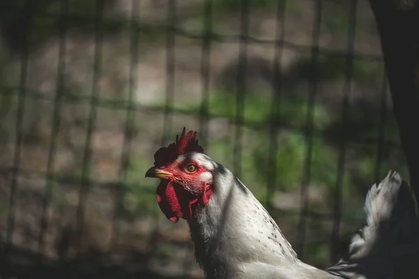 Sebuah Potret Closeup Ayam Jantan Dalam Bayang Bayang Melihat Samping — Stok Foto