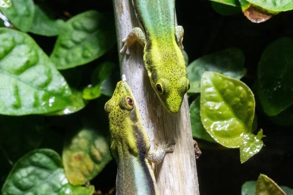 Lagarto Verde Dois Frente Para Outro Enquanto Colam Uma Madeira — Fotografia de Stock